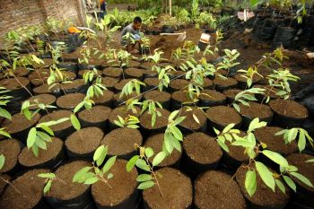 Bibit pohon durian