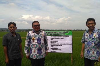 Pekalongan kembangkan padi Inpari Sidenuk