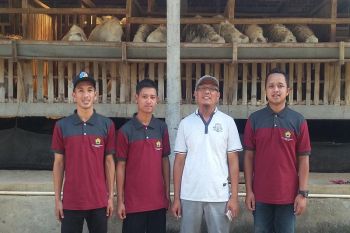 Menjadi mahasiswa Polbangtan YoMa sekaligus juragan domba