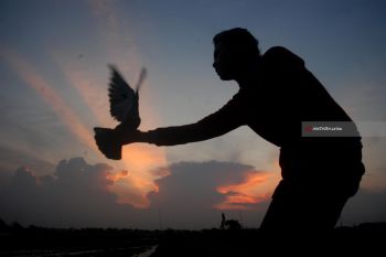 Melatih Merpati Balap