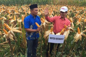 Amran Sulaeman pastikan stok beras nasional aman sampai delapan bulan