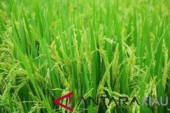 Bulog targetkan serap padi 4.000 ton di Riau-Kepri