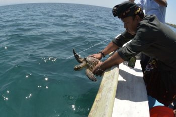 Pelepasan penyu sisik