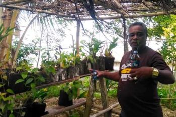 Warga Rarsukem Warsa kembangkan sentra pembibitan tanaman hias