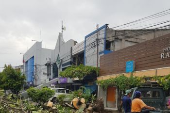 Puluhan pohon tumbang di Lombok Tengah
