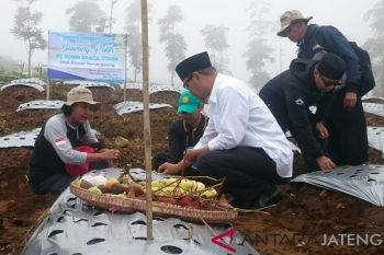 Penanaman bawang putih di Temanggung capai 1.930 hektare