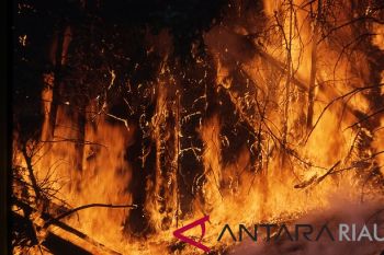 (Vidiomakro) - Waspada, Karhutla di Riau muncul lagi