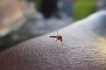Pakar: kenali gejala demam berdarah Dengue