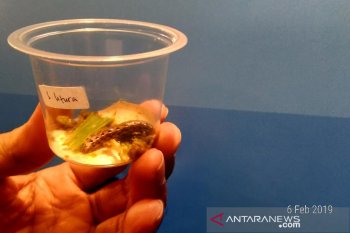 Petani jagung diimbau waspadai ulat grayak