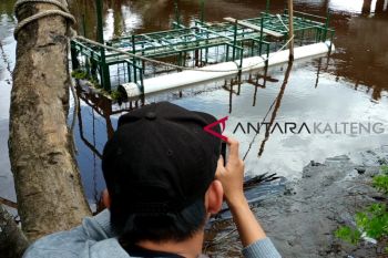 Dapat satu ekor buaya, BKSDA kembali pasang perangkap