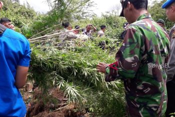 Tim gabungan Kodim Lahat temukan ladang ganja