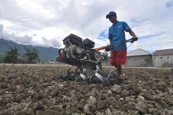 Petani di Palu kembali garap lahan pertanian