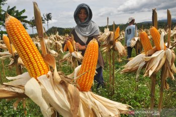 Konsumsi beras berlebih, Kementerian Pertanian inisiasi diversifikasi pangan