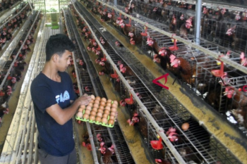 Peternak: Beras Busuk Tidak Bisa Untuk Pakan