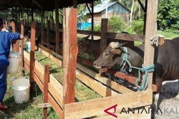 Sapi Potong Penajam Penuhi Pasokan Daging Ibu Kota Baru