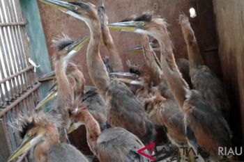 BBSKDA Riau Sita Burung Cangak Merah Dijual di Jalanan
