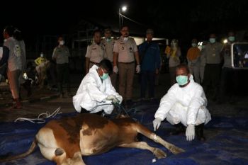 Karantina Pertanian Cegah Penyakit Brucellosis Pada Sapi