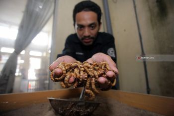 Budi Daya Ulat Jerman