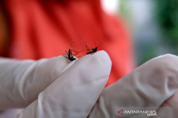 Government's intervention helps control dengue outbreak