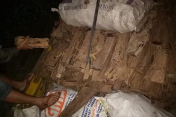Poktan "hutan madiri" HST Kalsel kembangkan gaharu