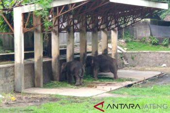 Taman Satya Taru Jurug cari pengganti gajah jantan