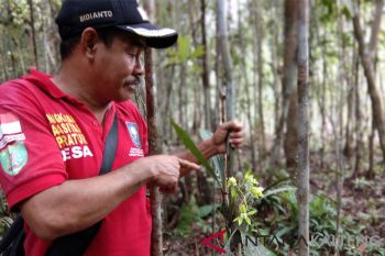 Populasi Anggrek Hitam Bartim terus berkurang