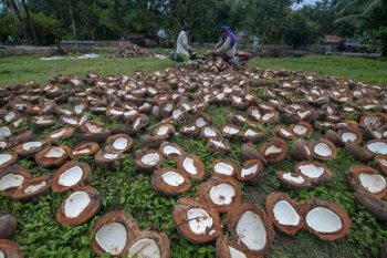 Petani kelapa harap Pemprov Sulteng stabilkan kembali harga kopra