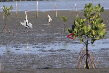Populasi burung Cangak Abu