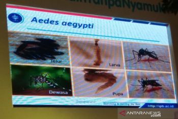 Kenali Jenis Nyamuk Pengganggu di Sekitar Rumah