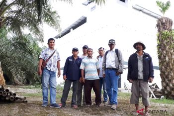 Petani sawit Rio Pakava: dulu kami putus asa tinggal di sini