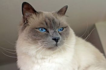 Kucing Sang Kreator Karl Lagerfeld Choupette kejatuhan warisan