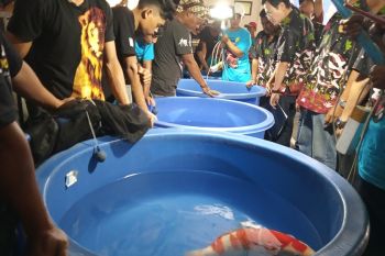Ribuan Koi Cantik Diikutkan Kontes "Young Koi Show" di Madiun