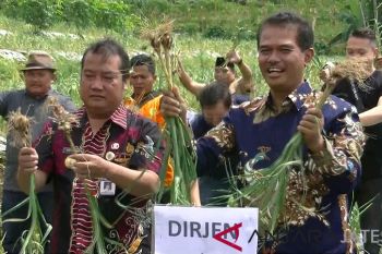 Potensi budi daya bawang putih di Wonosobo 3.700 hektare