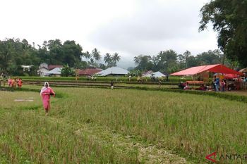 Kubu Gadang gelar peragaan busana tradisional di pematang sawah