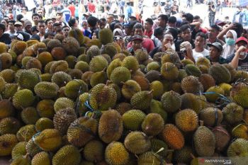 Pembagian Durian Gratis