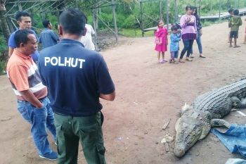 Sudah dapat dua buaya, masyarakat minta perangkap tetap dipasang