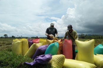 Petani Parigi panen padi