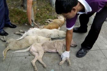 Kasus gigitan rabies di Sikka bertambah