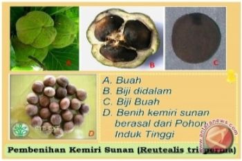 Kemiri Sunan, tanaman pilihan penghasil biodiesel selain kelapa sawit