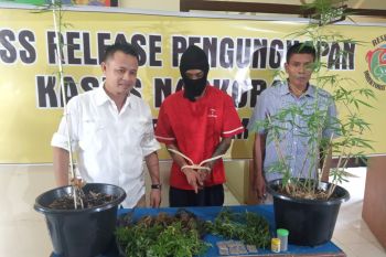 Polisi Agam tangkap residivis karena menanam ganja di pekarangan rumah (Video)