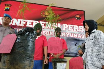 Tanam ganja di pot, dua warga Banyumas dibekuk polisi