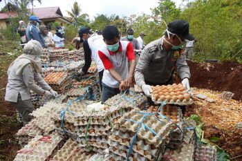 Karantina Pertanian Biak musnahkan telur ayam ilegal