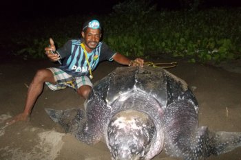 Five giant leatherbacks lay eggs on Raja Ampat's Warebar Beach