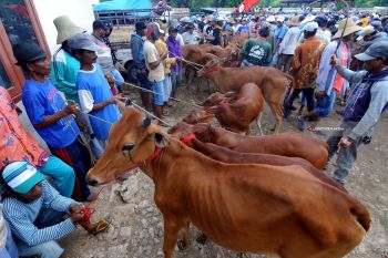 Harga Sapi Madura