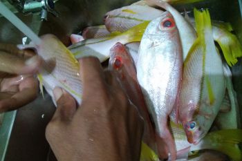 tangkapan nelayan Mamuju turun akibat gelombang tinggi