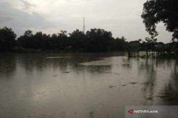 Banjir di Pamekasan Juga Rendam Lahan Pertanian