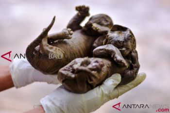 WWF hargai vonis penjara pembunuh harimau Sumatera