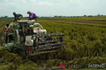 Harga gabah di Kudus turun
