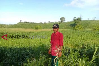 Banggai akan panen jagung sekitar 18.000 ton