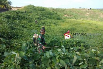 Kodim 0911 Nunukan ubah lahan "tidur" jadi produktif
